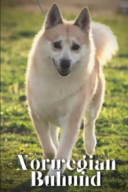 Norwegian Buhund: Dog breed overview and guide by Nina Pustova