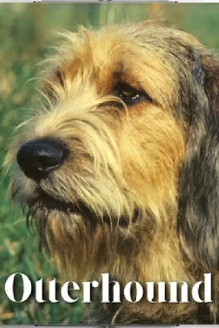 Otterhound: Dog breed overview and guide by Nina Pustova