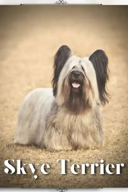 Skye Terrier: Dog breed overview and guide by Nina Pustova