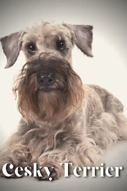 Cesky Terrier: Dog breed overview and guide by Nina Pustova