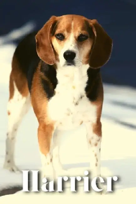 Harrier: Dog breed overview and guide by Nina Pustova