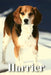 Harrier: Dog breed overview and guide by Nina Pustova
