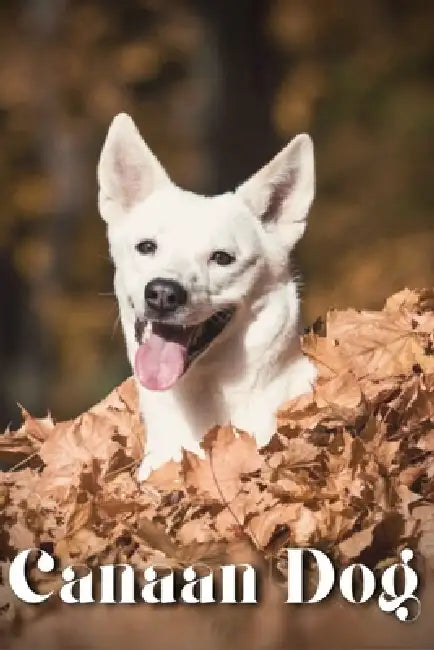 Canaan Dog: Dog breed overview and guide by Nina Pustova