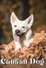 Canaan Dog: Dog breed overview and guide by Nina Pustova