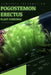 Pogostemon Erectus: From Novice to Expert. Comprehensive Aquarium Plants Guide by Iva Novitsky