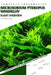 Microsorium Pteropus Windelov: From Novice to Expert. Comprehensive Aquarium Plants Guide by Iva Novitsky