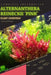 Alternanthera Reineckii 'Pink': From Novice to Expert. Comprehensive Aquarium Plants Guide by Iva Novitsky