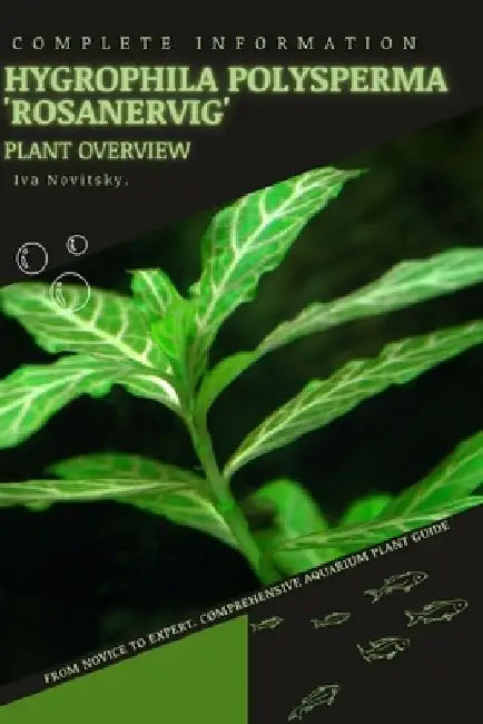 Hygrophila polysperma 'Rosanervig': From Novice to Expert. Comprehensive Aquarium Plants Guide by Iva Novitsky