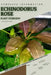 Echinodorus Rose: From Novice to Expert. Comprehensive Aquarium Plants Guide by Iva Novitsky