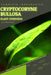 Cryptocoryne Bullosa: From Novice to Expert. Comprehensive Aquarium Plants Guide by Iva Novitsky