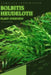 Bolbitis heudelotii: From Novice to Expert. Comprehensive Aquarium Plants Guide by Iva Novitsky