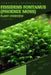 Fissidens fontanus (Phoenix Moss): From Novice to Expert. Comprehensive Aquarium Plants Guide by Iva Novitsky