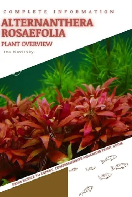 Alternanthera Rosaefolia: From Novice to Expert. Comprehensive Aquarium Plants Guide by Iva Novitsky