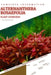 Alternanthera Rosaefolia: From Novice to Expert. Comprehensive Aquarium Plants Guide by Iva Novitsky
