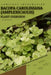 Bacopa Caroliniana (amplexicaulis): From Novice to Expert. Comprehensive Aquarium Plants Guide by Iva Novitsky