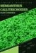 Hemianthus Callitrichoides: From Novice to Expert. Comprehensive Aquarium Plants Guide by Iva Novitsky