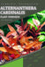 Alternanthera Cardinalis: From Novice to Expert. Comprehensive Aquarium Plants Guide by Iva Novitsky