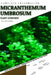Micranthemum Umbrosum: From Novice to Expert. Comprehensive Aquarium Plants Guide by Iva Novitsky
