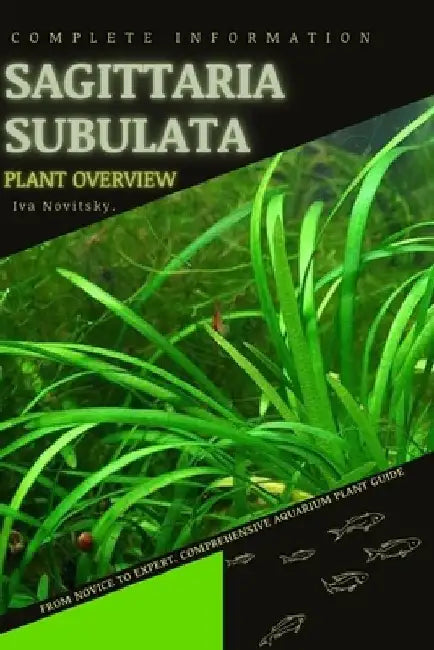 Sagittaria subulata: From Novice to Expert. Comprehensive Aquarium Plants Guide by Iva Novitsky