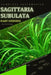 Sagittaria subulata: From Novice to Expert. Comprehensive Aquarium Plants Guide by Iva Novitsky