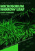 Microsorum Narrow Leaf: From Novice to Expert. Comprehensive Aquarium Plants Guide by Iva Novitsky