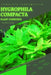 Hygrophila Compacta: From Novice to Expert. Comprehensive Aquarium Plants Guide by Iva Novitsky