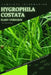 Hygrophila Costata: From Novice to Expert. Comprehensive Aquarium Plants Guide by Iva Novitsky