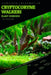 Cryptocoryne Walkeri: From Novice to Expert. Comprehensive Aquarium Plants Guide by Iva Novitsky