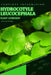 Hydrocotyle leucocephala: From Novice to Expert. Comprehensive Aquarium Plants Guide by Iva Novitsky