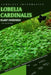 Lobelia cardinalis: From Novice to Expert. Comprehensive Aquarium Plants Guide by Iva Novitsky