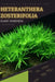 Heteranthera Zosterifolia: From Novice to Expert. Comprehensive Aquarium Plants Guide by Iva Novitsky