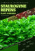 Staurogyne Repens: From Novice to Expert. Comprehensive Aquarium Plants Guide by Iva Novitsky
