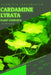 Cardamine lyrata: From Novice to Expert. Comprehensive Aquarium Plants Guide by Iva Novitsky