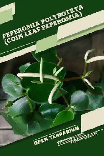 Peperomia polybotrya (Coin Leaf Peperomia): Open terrarium, Beginner's Guide by Tetiana Sabanen