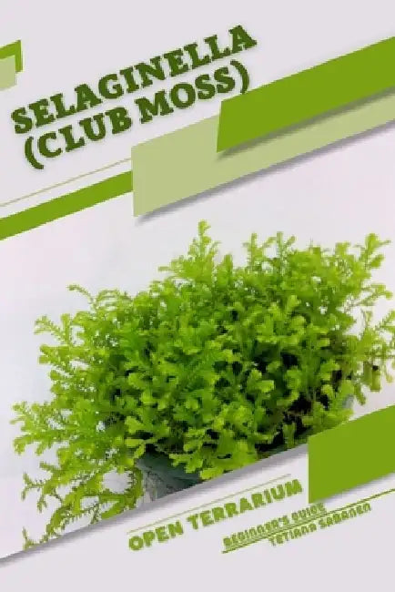 Selaginella (Club Moss): Open terrarium, Beginner's Guide by Tetiana Sabanen