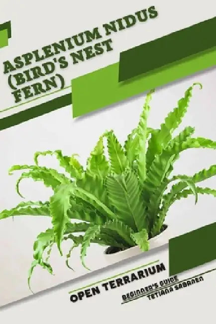 Asplenium nidus (Bird's Nest Fern): Open terrarium, Beginner's Guide by Tetiana Sabanen