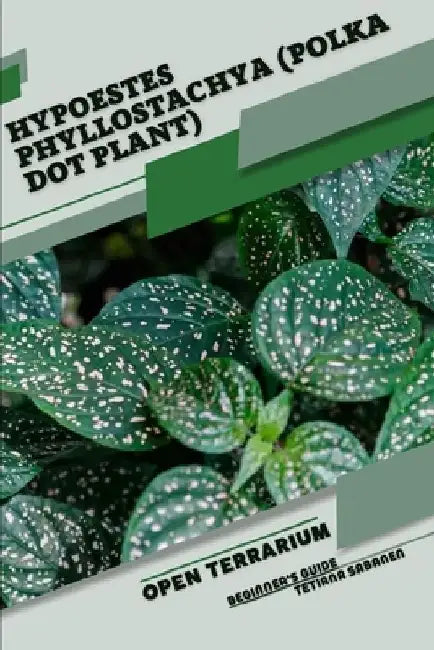 Hypoestes phyllostachya (Polka Dot Plant): Open terrarium, Beginner's Guide by Tetiana Sabanen