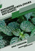 Hypoestes phyllostachya (Polka Dot Plant): Open terrarium, Beginner's Guide by Tetiana Sabanen