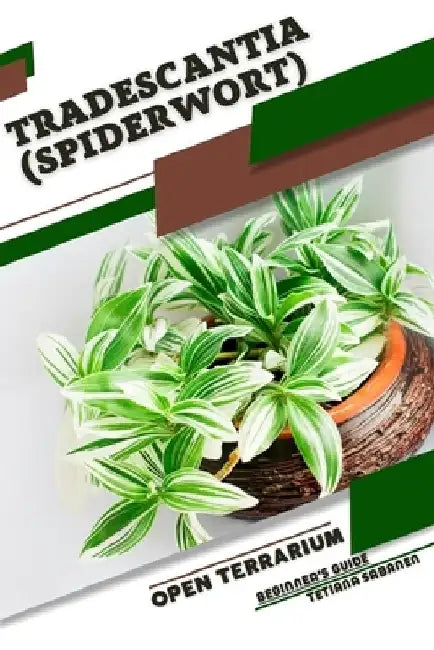 Tradescantia (Spiderwort): Open terrarium, Beginner's Guide by Tetiana Sabanen