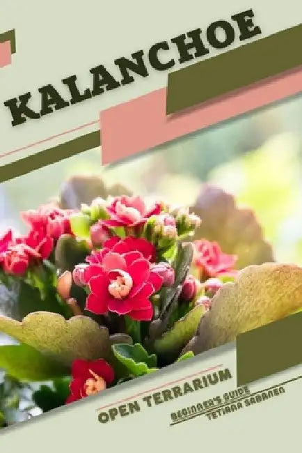 Kalanchoe: Open terrarium, Beginner's Guide by Tetiana Sabanen