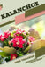 Kalanchoe: Open terrarium, Beginner's Guide by Tetiana Sabanen