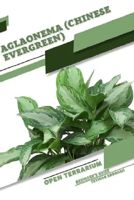 Aglaonema (Chinese Evergreen): Open terrarium, Beginner's Guide by Tetiana Sabanen