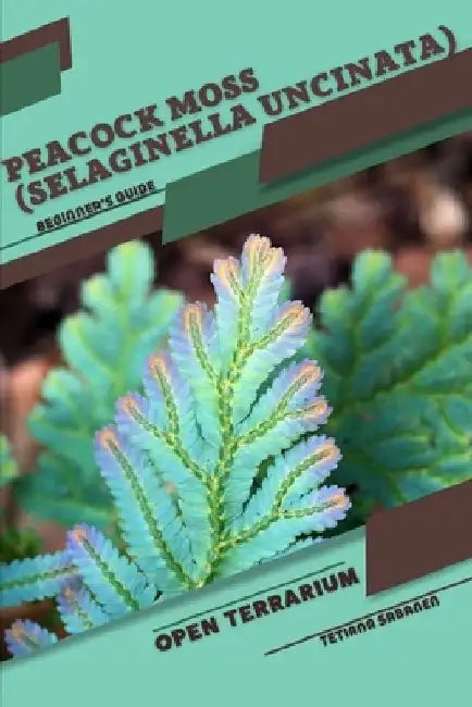 Peacock Moss (Selaginella uncinata): Open terrarium, Beginner's Guide by Tetiana Sabanen