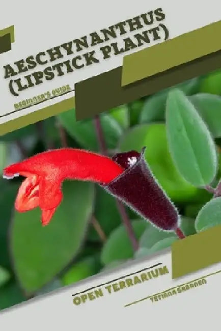 Aeschynanthus (Lipstick Plant): Open terrarium, Beginner's Guide by Tetiana Sabanen