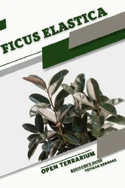 Ficus elastica: Open terrarium, Beginner's Guide by Tetiana Sabanen