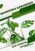 Monstera adansonii: Open terrarium, Beginner's Guide by Tetiana Sabanen