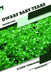 Dwarf Baby Tears: Closed terrarium, Beginner's Guide by Tetiana Sabanen