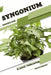 Syngonium: Closed terrarium, Beginner's Guide by Tetiana Sabanen