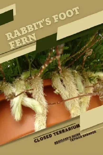 Rabbit's Foot Fern: Closed terrarium, Beginner's Guide by Tetiana Sabanen
