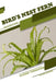 Bird's Nest Fern: Closed terrarium, Beginner's Guide by Tetiana Sabanen